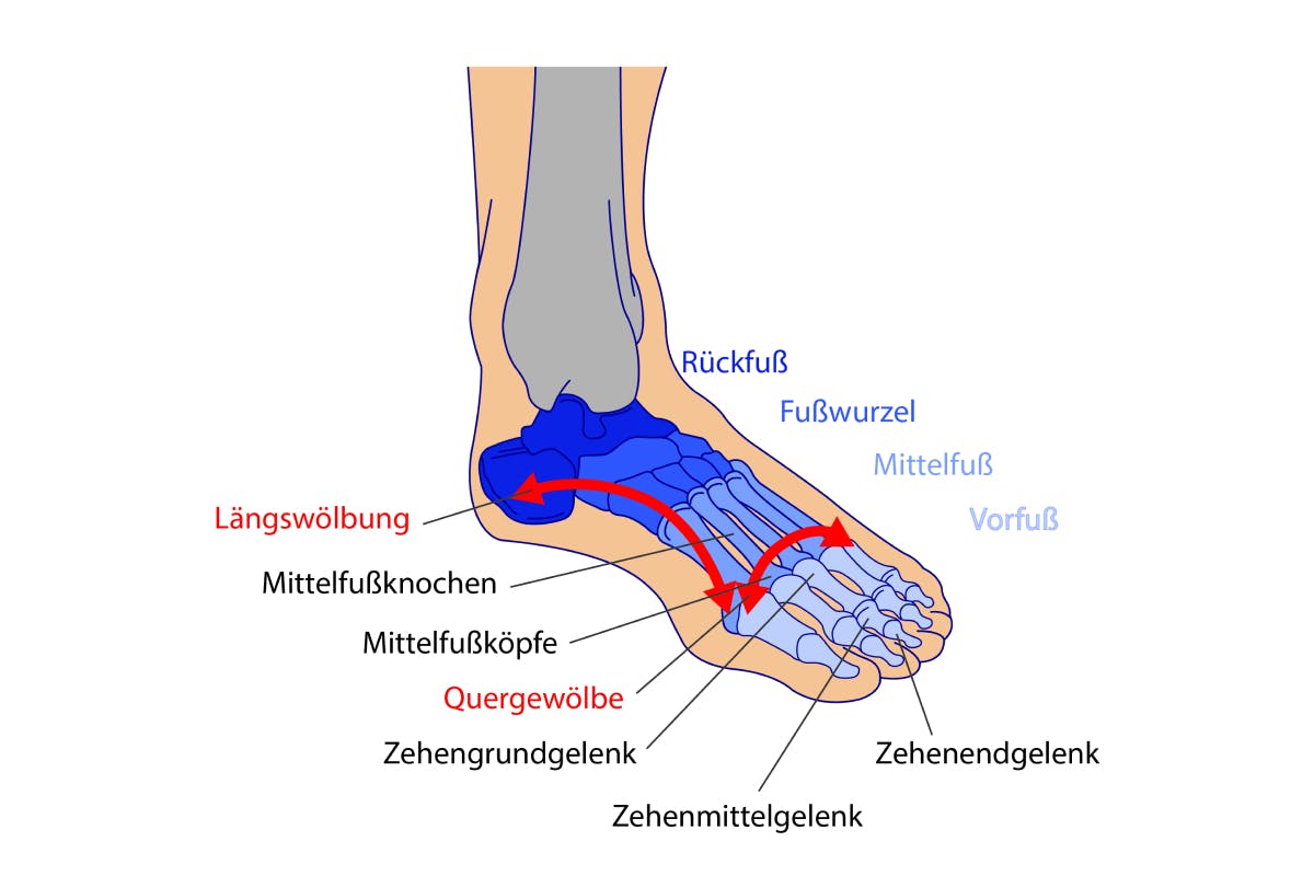 Beschreibung Fußgelenke Fußknochen Seitenansicht