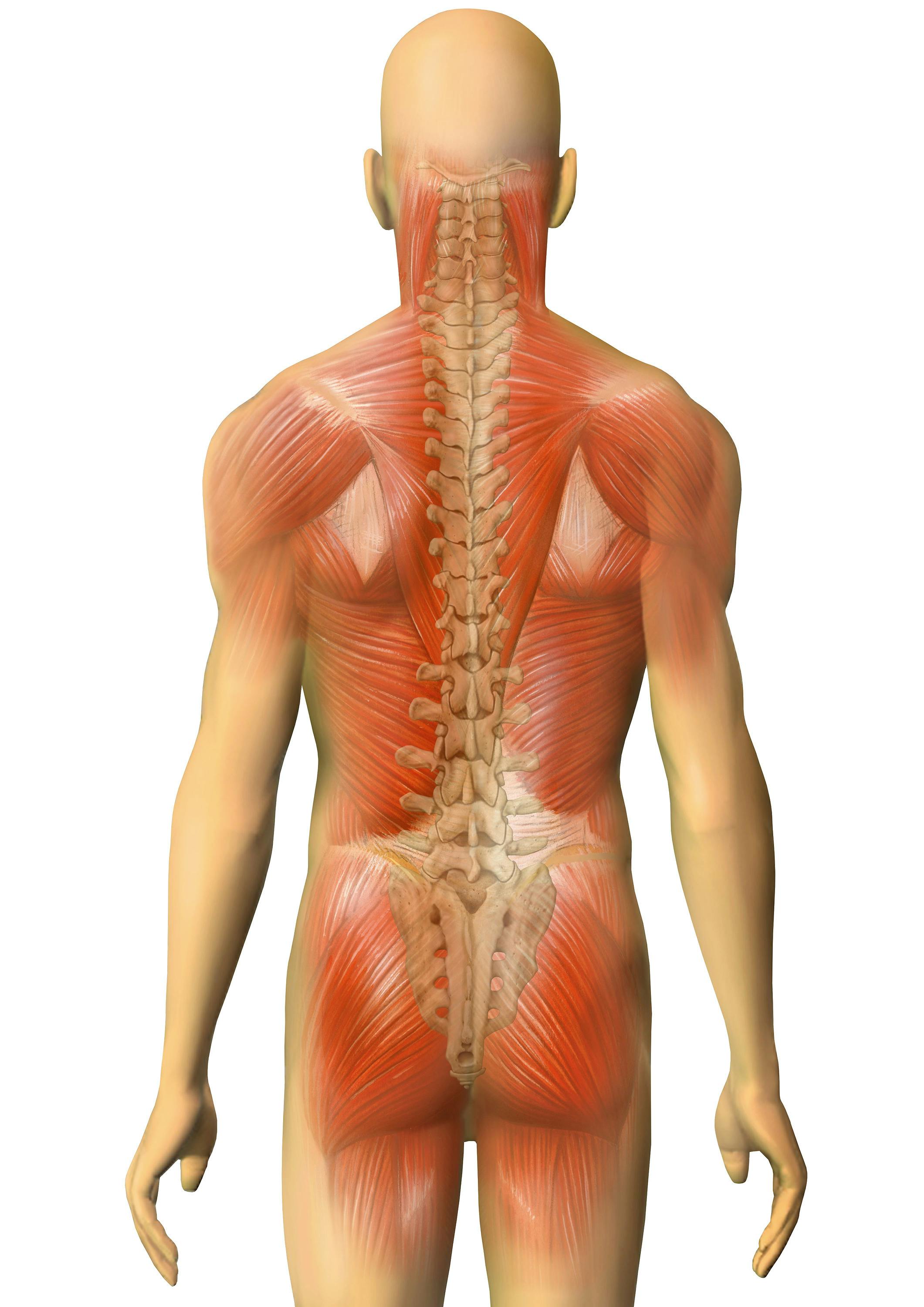 Bild Anatomie Rückenmuskulatur