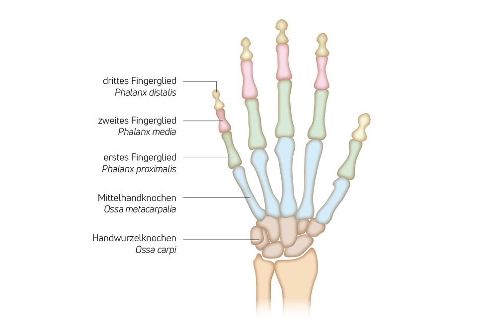 Anatomie Skelett Hand, Handorthesen